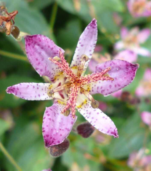 Трициртис – Завораживающая красотой и магией Жабья лилия привлекает внимание садоводов и любителей экзотических растений