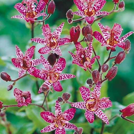 Трициртис – Завораживающая красотой и магией Жабья лилия привлекает внимание садоводов и любителей экзотических растений